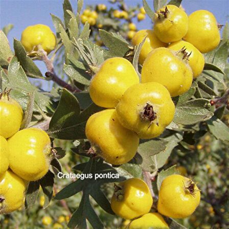 2 Adet Tüplü İri Meyveli Belen Sarı Alıç Fidanı(20-40 cm) Bedava Kargo