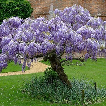 Tüplü Yoğun Kokulu Wisteria Sinensis Mor Salkım Fidanı (30-50 Cm) 10 Adet