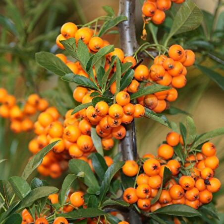 Tüplü Yalancı Yabani Hippophae Rhamnoides İğde Fidanı