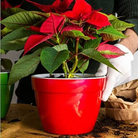 Saksıda Poinsetia Atatürk Çiçeği Yaprak Dökmeyen Tür