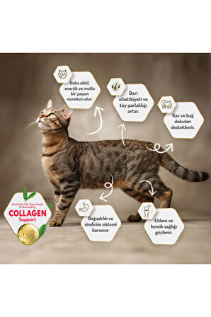 12 Kg Kolajenli Somonlu Az Tahıllı Kısırlaştırılmış Kedi Maması