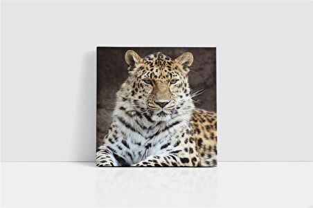 Vahşi Doğa Kaplan Kanvas Tablo