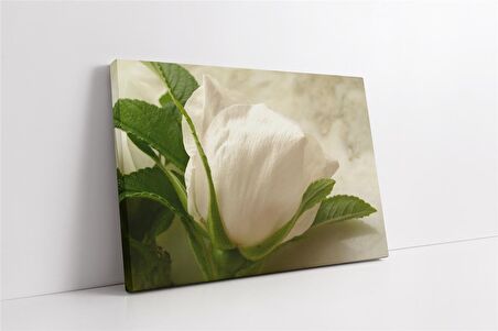 Beyaz Gül Kanvas Tablo