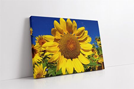 Ayçiçeği Kanvas Tablo