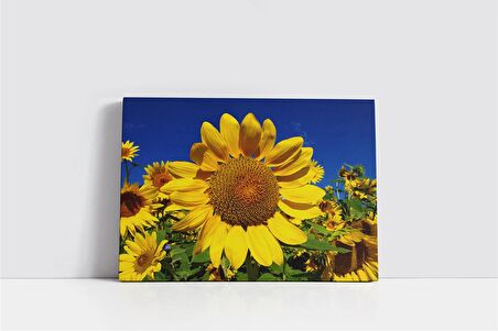 Ayçiçeği Kanvas Tablo