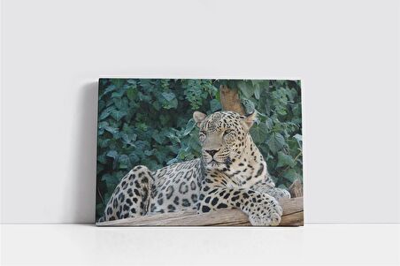 Vahşi Doğa Kaplan Kanvas Tablo
