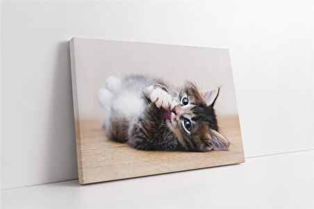 Kedi Yavrusu Kanvas Tablo