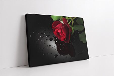 Siyah Fon Üzerinde Kırmızı Gül Kanvas Tablo
