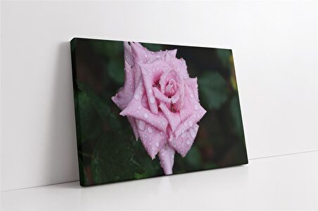Pembe Gül Kanvas Tablo