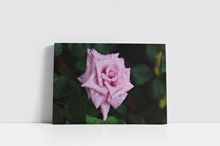 Pembe Gül Kanvas Tablo