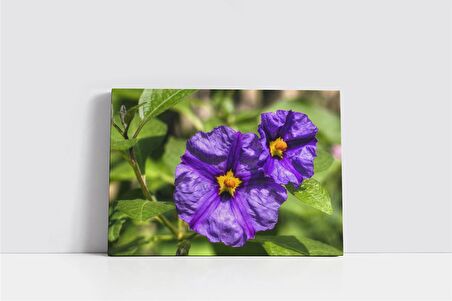 Çiçek Kanvas Tablo