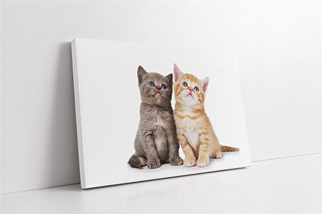 Kedi Yavrusu Kanvas Tablo