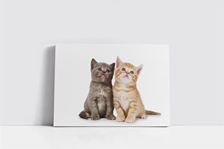 Kedi Yavrusu Kanvas Tablo