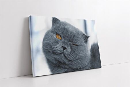 Gri Kedi Kanvas Tablo