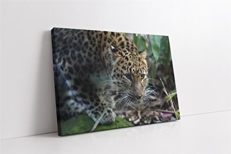 Vahşi Doğa Kaplan Kanvas Tablo