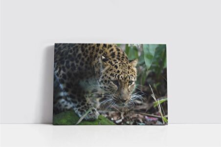 Vahşi Doğa Kaplan Kanvas Tablo