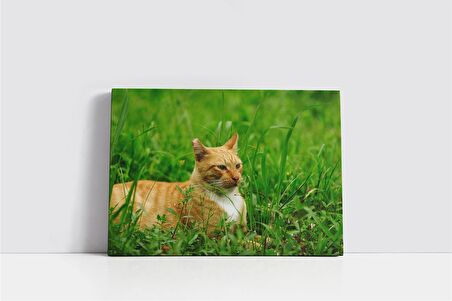 Kedi Kanvas Tablo