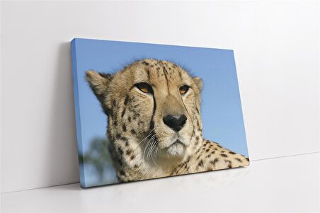 Vahşi Doğa Kaplan Kanvas Tablo