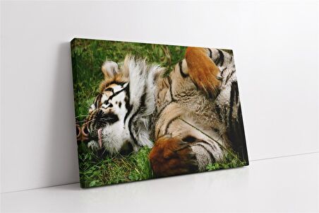 Vahşi Doğa Kaplan Kanvas Tablo