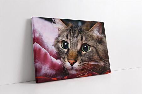 Kedi Kanvas Tablo