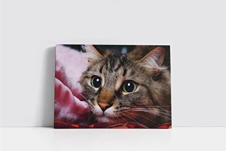 Kedi Kanvas Tablo