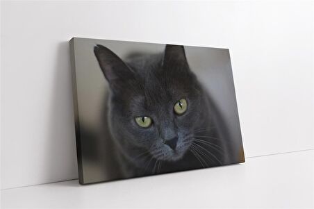 Kedi Kanvas Tablo