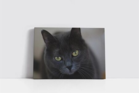 Kedi Kanvas Tablo