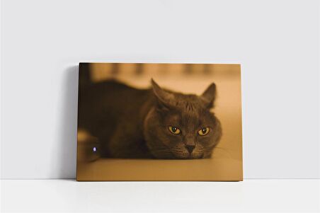 Kedi Kanvas Tablo