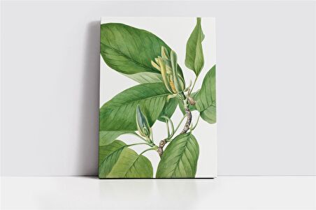 Yeşil Beyaz Yaprak Kanvas Tablo