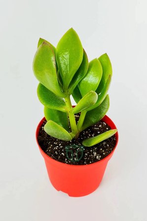 Para çiçeği para ağacı yeşim bitkisi büyük boy Crassula Portulacea bolluk bereket çiçeği