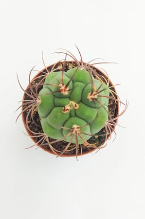 Gymnocalycium Marquezii 45 Adet TOPTAN (5.5 cm Saksıda)