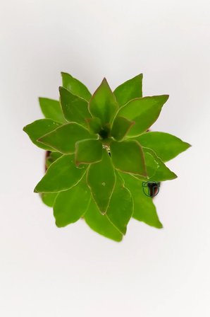 Pereskiopsis Spathulata aşı kök bitkisi sarı çiçek veren kaktüs 5.5 cm saksıda 