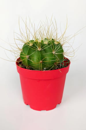 Echinopsis Aurea Özel Tür Kaktüs 8.5 cm Saksıda 