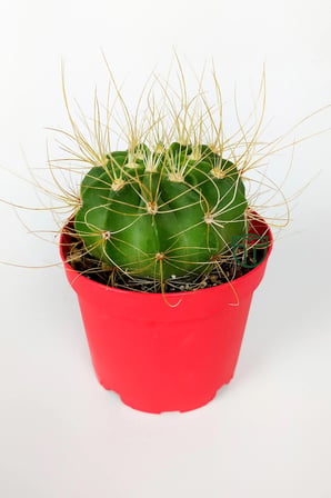 Echinopsis Aurea Özel Tür Kaktüs 8.5 cm Saksıda 