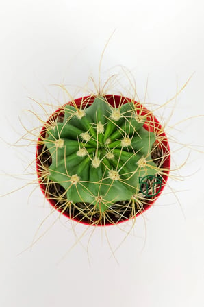 Echinopsis Aurea Özel Tür Kaktüs 8.5 cm Saksıda 