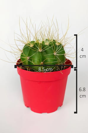 Echinopsis Aurea Özel Tür Kaktüs 8.5 cm Saksıda 