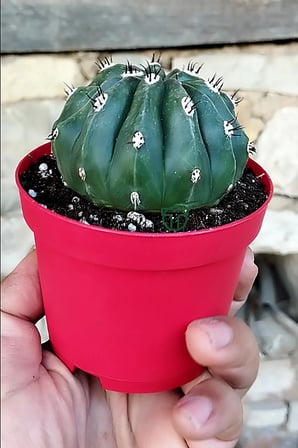 Melocactus Maxonii Inermis – Nadir Tür – Koleksiyonluk Kaktüs