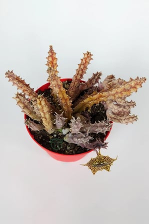Huernia Zebrina Asclepiadaceae Leş Kaktüsü Leopar Desen Çiçekli 8.5 cm Kırmızı Saksıda