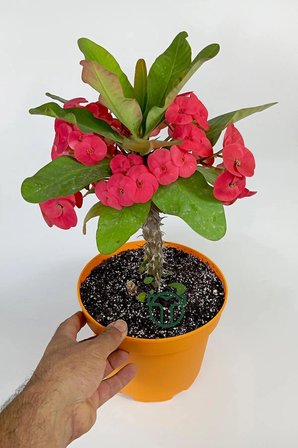 Euphorbia Milii (eforbia) büyük çiçekli dikenler tacı koyu pembe 30cm-40cm boy
