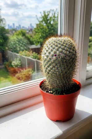 Mammillaria Haageana – Koleksiyonluk Çok Dikenli Kaktüs – 8.5 cm Saksıda