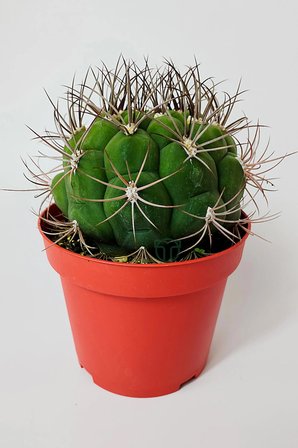 Gymnocalycium Marquezii muhteşem formda büyük boy kaktüs 12 cm kırmızı saksıda