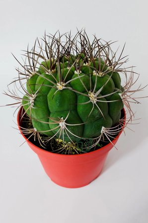 Gymnocalycium Marquezii muhteşem formda büyük boy kaktüs 12 cm kırmızı saksıda