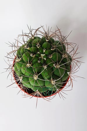 Gymnocalycium Marquezii muhteşem formda büyük boy kaktüs 12 cm kırmızı saksıda