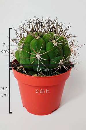 Gymnocalycium Marquezii muhteşem formda büyük boy kaktüs 12 cm kırmızı saksıda