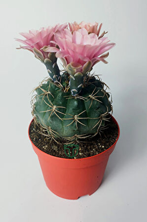 Gymnocalycium Baldianum - çiçek açan nadir kaktüs - kolay bakım - canlı renkler - 8.5 cm saksıda
