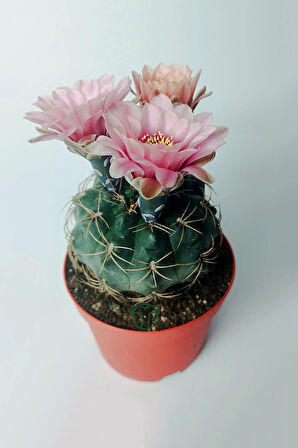 Gymnocalycium Baldianum - çiçek açan nadir kaktüs - kolay bakım - canlı renkler - 8.5 cm saksıda