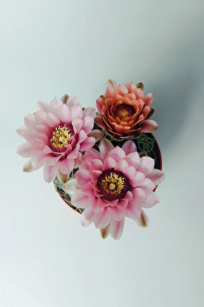 Gymnocalycium Baldianum - çiçek açan nadir kaktüs - kolay bakım - canlı renkler - 8.5 cm saksıda