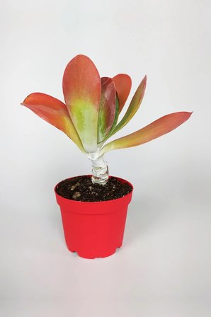 Kalanchoe Çiçeği (Kalanşo) 3 Lü Set Özel Türler 8.5 Kırmızı Saksıda İç Ve Dış Mekan