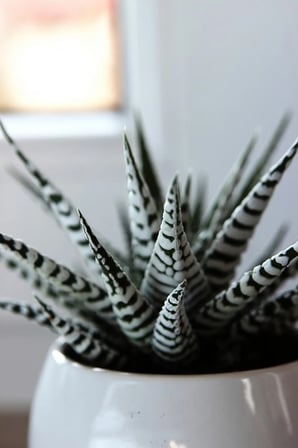 Zebra sukulent Haworthia Fasciata Alba beyaz benekli özel tür sukulent 8.5 cm kırmızı saksıda