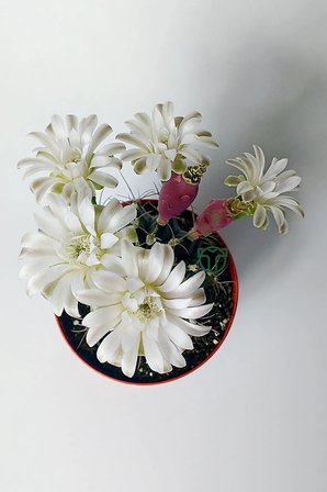 Gymnocalycium Mihanovichii beyaz çiçek veren kaktüs büyük boy 8.5 cm kırmızı saksıda 